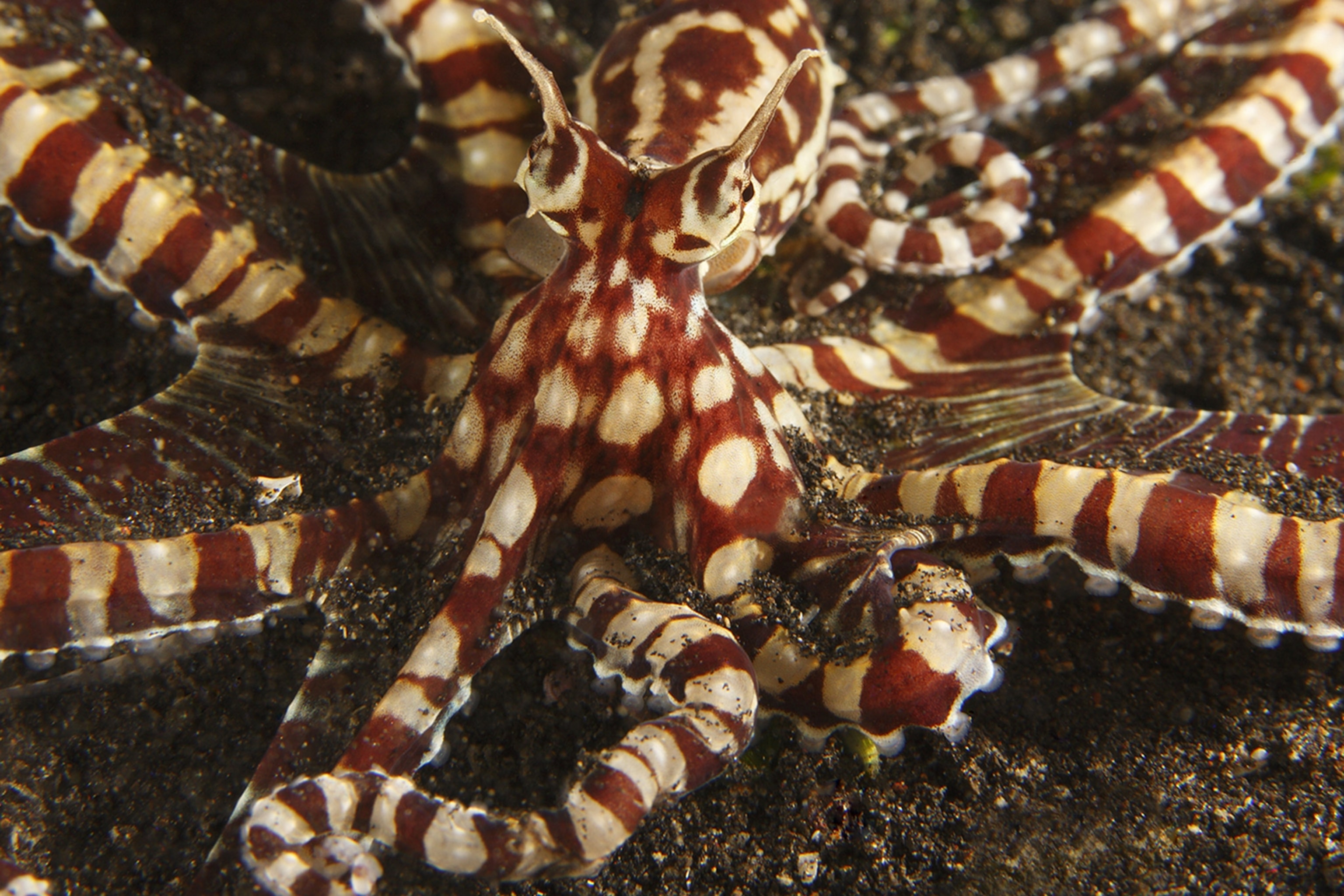 _images/thaumoctopus_mimicus.jpg